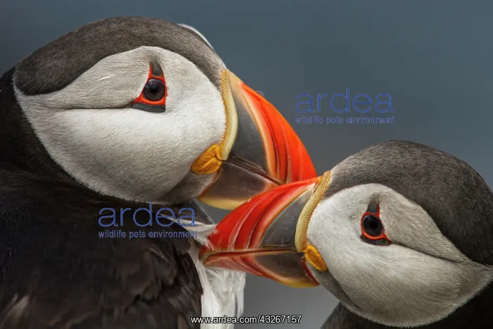 : Atlantic Puffin (Fratercula artica) - pair preening : Atlantic Puffin (Fratercula artica) - pair preening