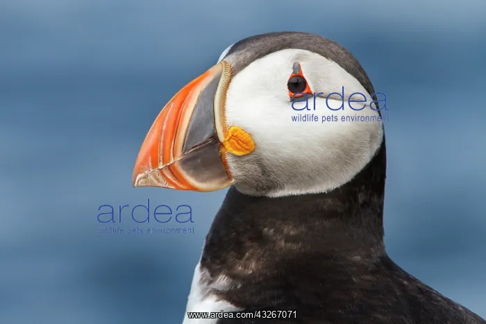 : Atlantic Puffin (Fratercula artica) - portrait on : Atlantic Puffin (Fratercula artica) - portrait on