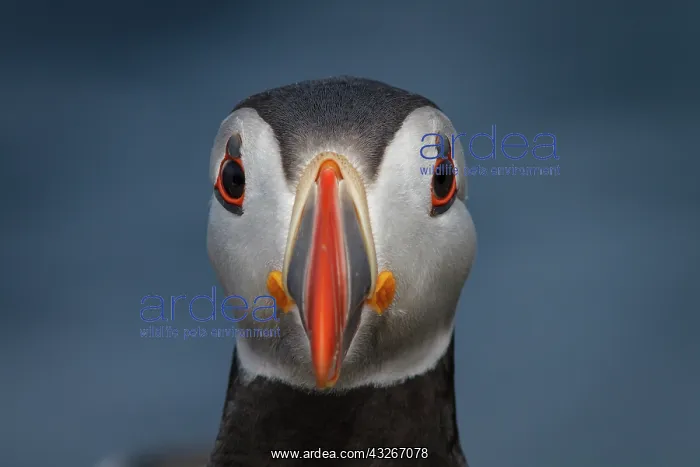 : Atlantic Puffin (Fratercula artica) - portrait on : Atlantic Puffin (Fratercula artica) - portrait on