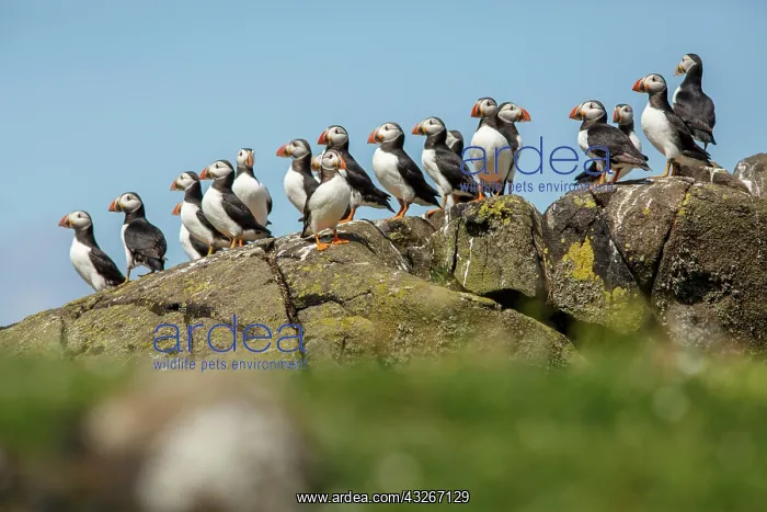 : Atlantic Puffin (Fratercula artica) - on rocks - : Atlantic Puffin (Fratercula artica) - on rocks -