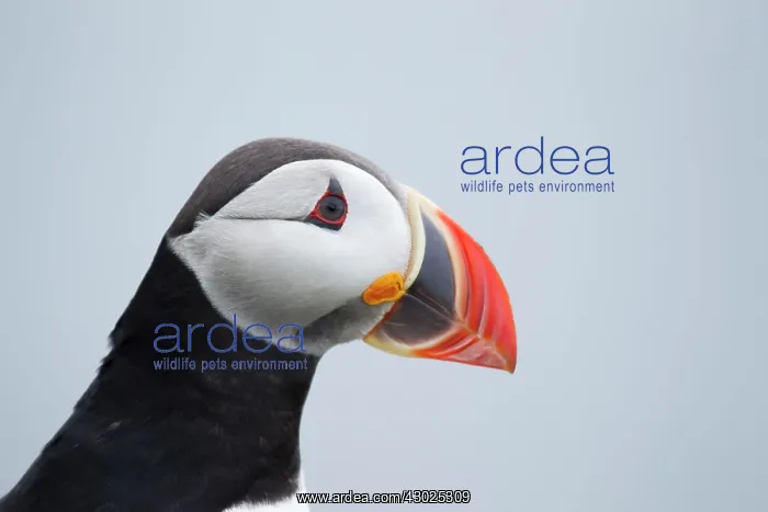 : Atlantic Puffin - head shot : Atlantic Puffin - head shot