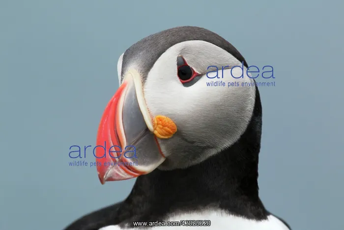 : Atlantic Puffin - head shot : Atlantic Puffin - head shot