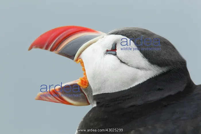 : Atlantic Puffin - head shot with beak open : Atlantic Puffin - head shot with beak open