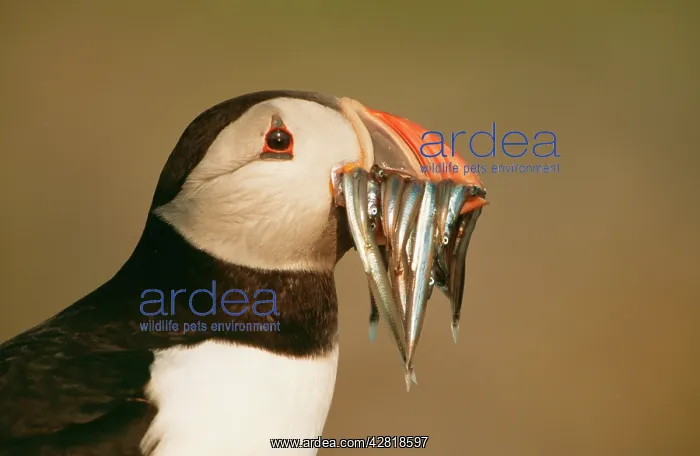 : Atlantic PUFFIN - holding sandeels in beak : Atlantic PUFFIN - holding sandeels in beak