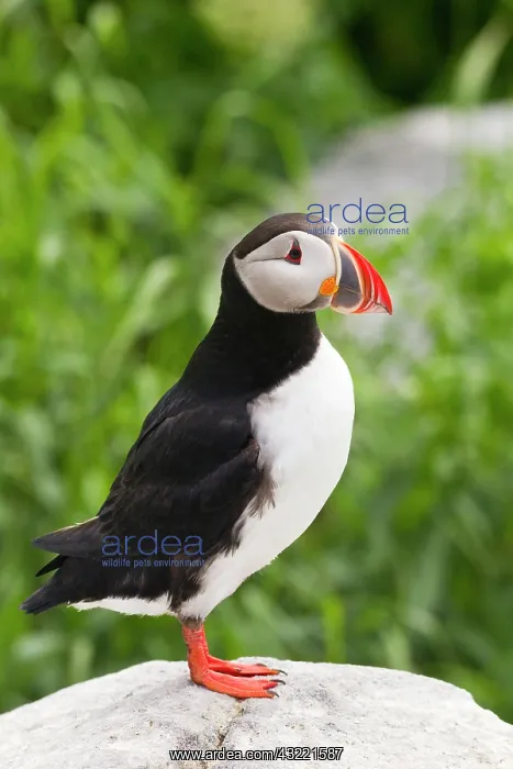 : Atlantic puffin on Machias Seal Island near : Atlantic puffin on Machias Seal Island near