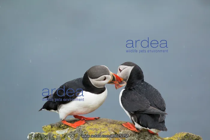 : Atlantic Puffin - pair bill fencing : Atlantic Puffin - pair bill fencing