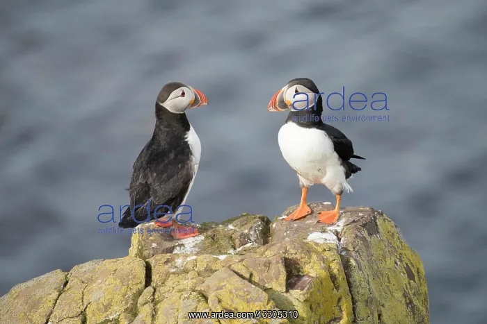 : Atlantic Puffin - pair - Iceland : Atlantic Puffin - pair - Iceland