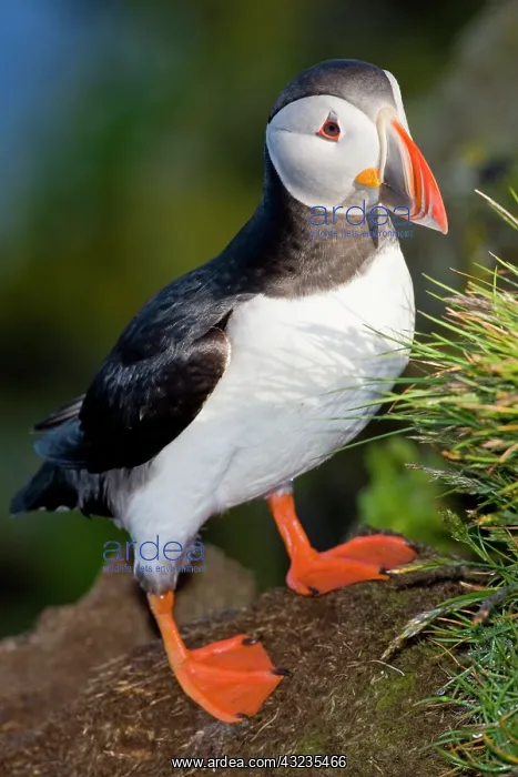 : The Atlantic Puffin, a pelagic seabird : The Atlantic Puffin, a pelagic seabird