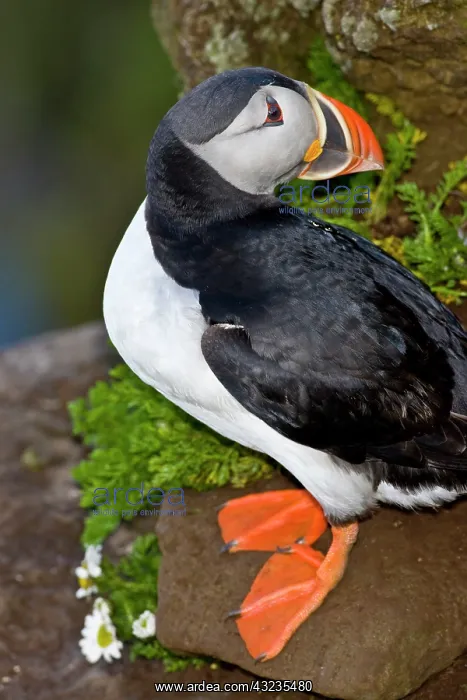 : The Atlantic Puffin, a pelagic seabird : The Atlantic Puffin, a pelagic seabird