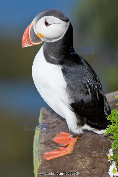 : The Atlantic Puffin, a pelagic seabird : The Atlantic Puffin, a pelagic seabird