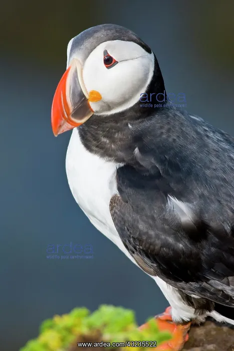 : The Atlantic Puffin, a pelagic seabird : The Atlantic Puffin, a pelagic seabird