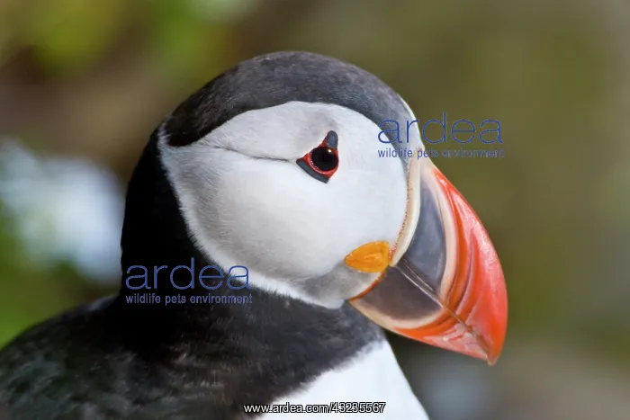  : The Atlantic Puffin, a pelagic seabird