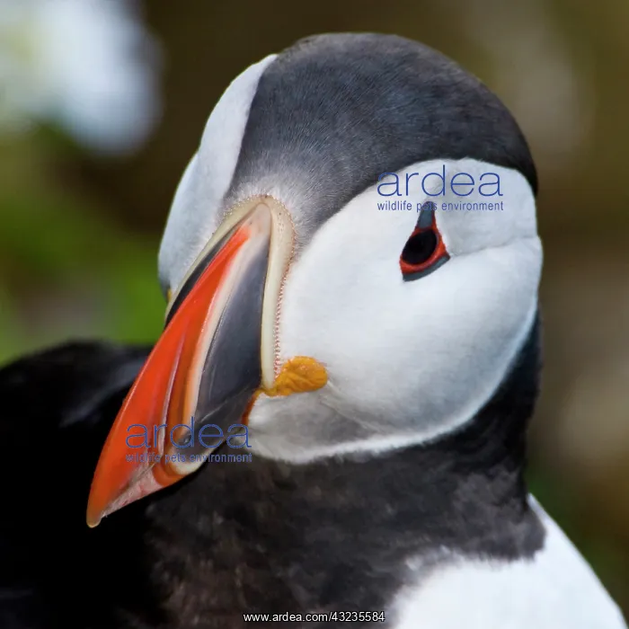 : The Atlantic Puffin, a pelagic seabird : The Atlantic Puffin, a pelagic seabird