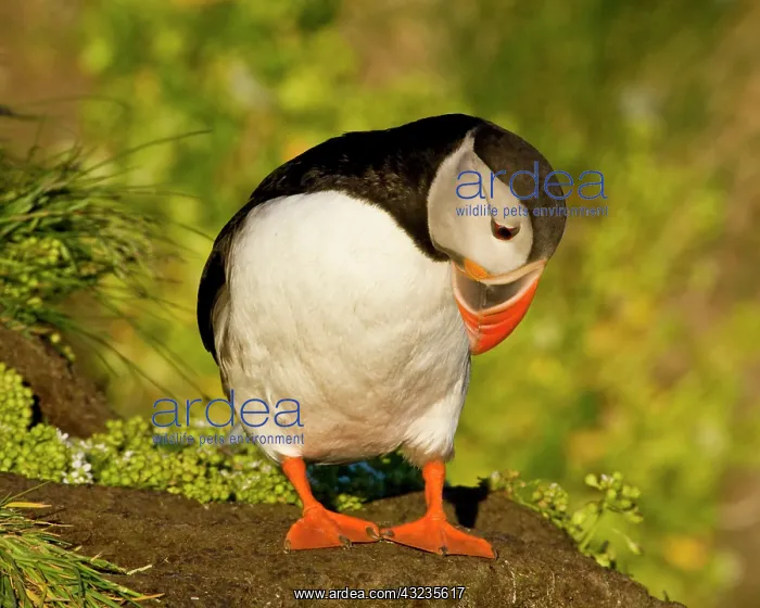 : The Atlantic Puffin, a pelagic seabird : The Atlantic Puffin, a pelagic seabird