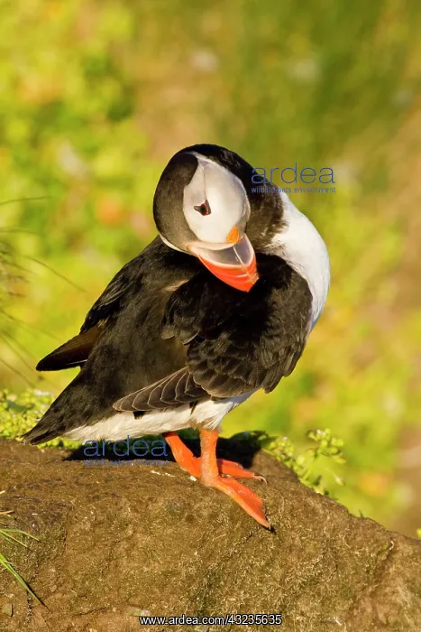 : The Atlantic Puffin, a pelagic seabird : The Atlantic Puffin, a pelagic seabird