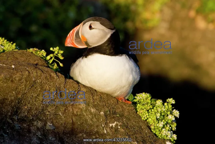 : The Atlantic Puffin, a pelagic seabird : The Atlantic Puffin, a pelagic seabird