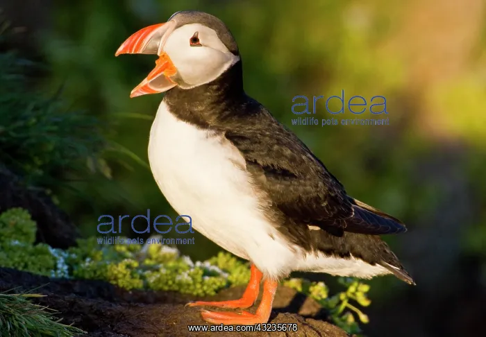 : The Atlantic Puffin, a pelagic seabird : The Atlantic Puffin, a pelagic seabird