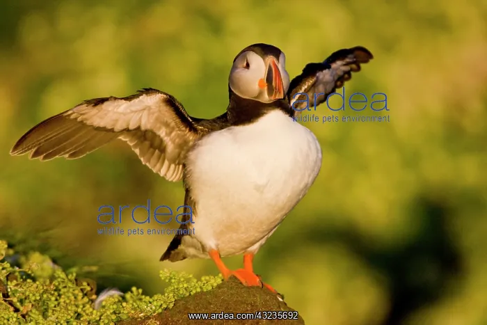 : The Atlantic Puffin, a pelagic seabird : The Atlantic Puffin, a pelagic seabird