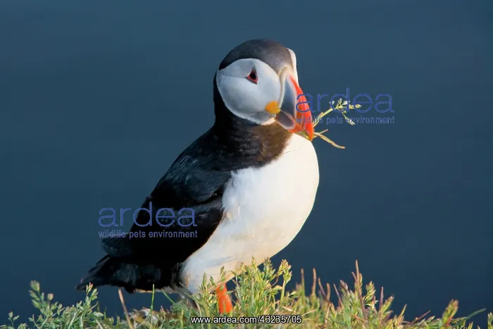 : The Atlantic Puffin, a pelagic seabird : The Atlantic Puffin, a pelagic seabird