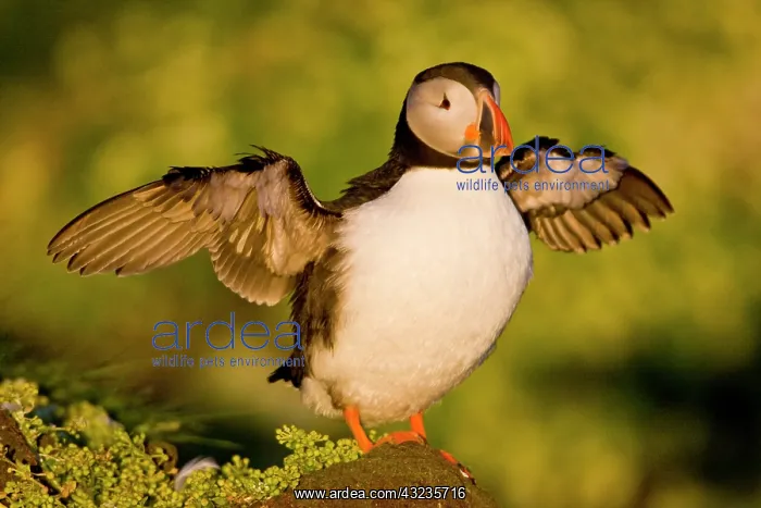 : The Atlantic Puffin, a pelagic seabird : The Atlantic Puffin, a pelagic seabird