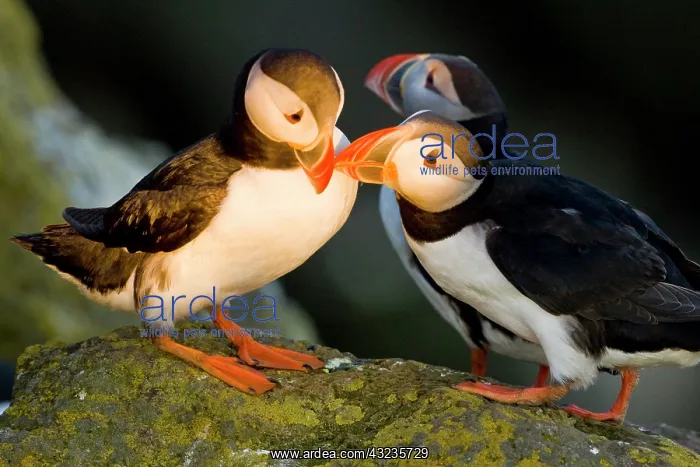 : The Atlantic Puffin, a pelagic seabird : The Atlantic Puffin, a pelagic seabird