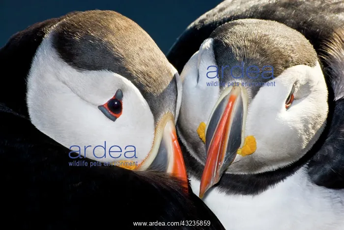 : The Atlantic Puffin, a pelagic seabird : The Atlantic Puffin, a pelagic seabird