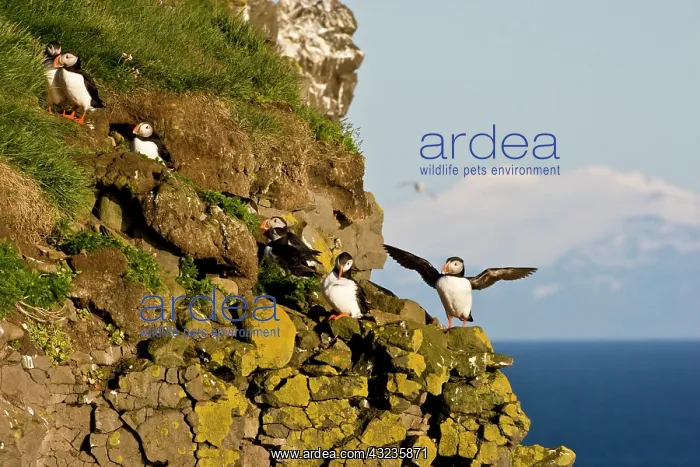 : The Atlantic Puffin, a pelagic seabird : The Atlantic Puffin, a pelagic seabird