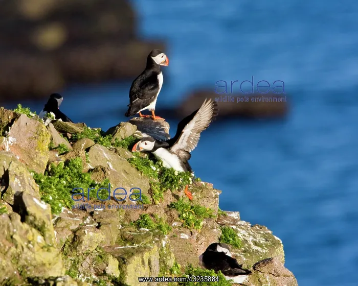 : The Atlantic Puffin, a pelagic seabird : The Atlantic Puffin, a pelagic seabird