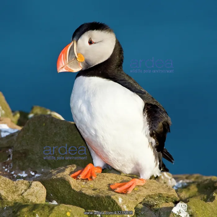 : The Atlantic Puffin, a pelagic seabird : The Atlantic Puffin, a pelagic seabird