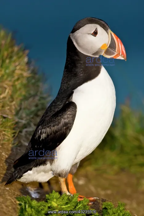 : The Atlantic Puffin, a pelagic seabird : The Atlantic Puffin, a pelagic seabird