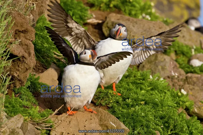 : The Atlantic Puffin, a pelagic seabird : The Atlantic Puffin, a pelagic seabird