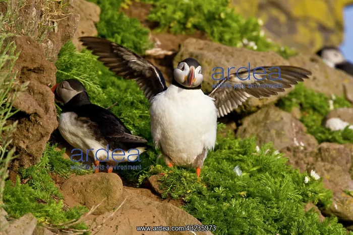 : The Atlantic Puffin, a pelagic seabird : The Atlantic Puffin, a pelagic seabird