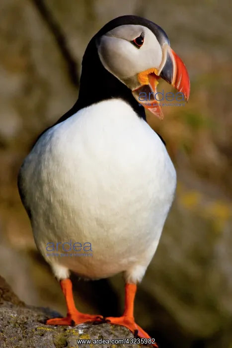 : The Atlantic Puffin, a pelagic seabird : The Atlantic Puffin, a pelagic seabird