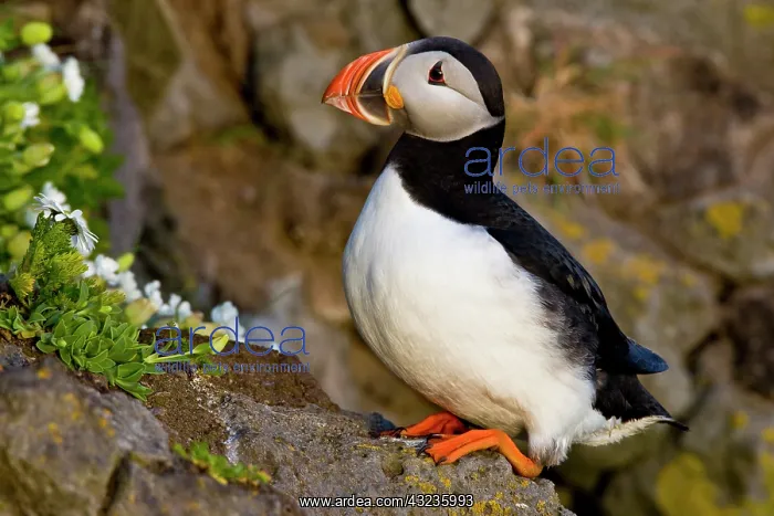 : The Atlantic Puffin, a pelagic seabird : The Atlantic Puffin, a pelagic seabird
