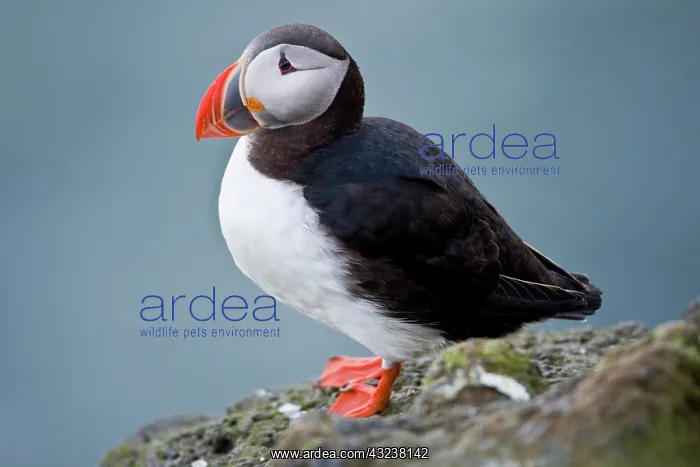 : The Atlantic Puffin, a pelagic seabird : The Atlantic Puffin, a pelagic seabird