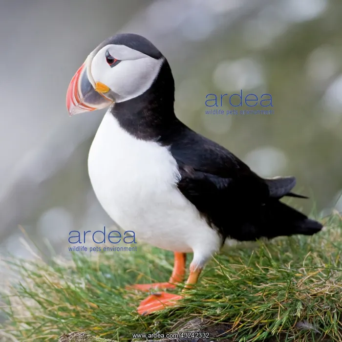 : The Atlantic Puffin, a pelagic seabird : The Atlantic Puffin, a pelagic seabird