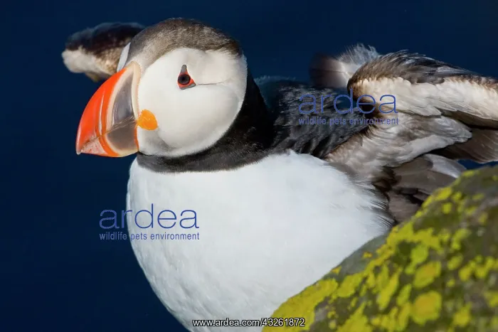 : The Atlantic Puffin, a pelagic seabird : The Atlantic Puffin, a pelagic seabird
