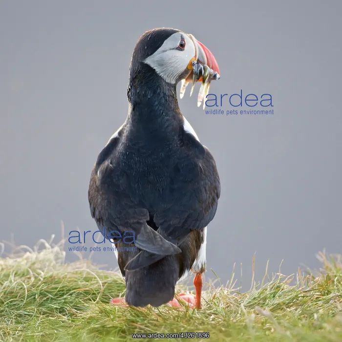 : The Atlantic Puffin, a pelagic seabird : The Atlantic Puffin, a pelagic seabird
