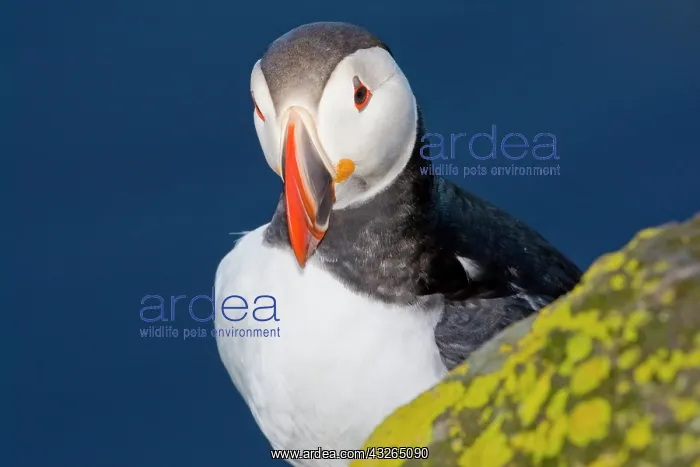 : The Atlantic Puffin, a pelagic seabird : The Atlantic Puffin, a pelagic seabird