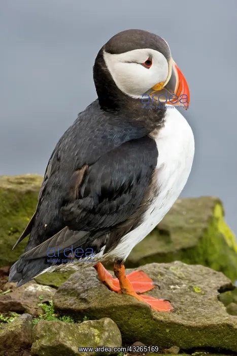 : The Atlantic Puffin, a pelagic seabird : The Atlantic Puffin, a pelagic seabird