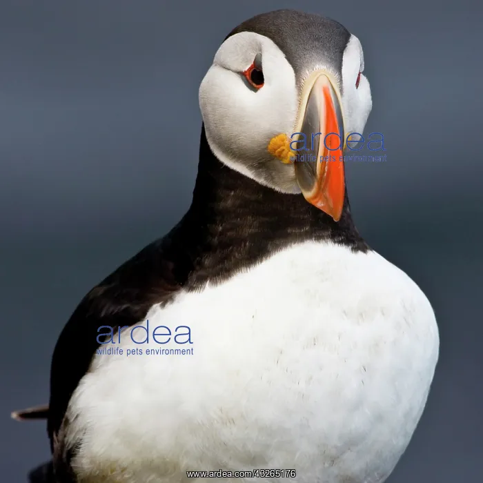 : The Atlantic Puffin, a pelagic seabird : The Atlantic Puffin, a pelagic seabird