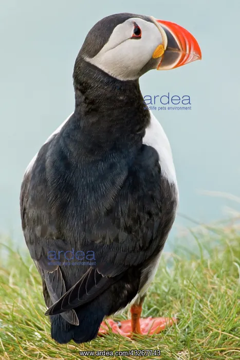  : The Atlantic Puffin, a pelagic seabird