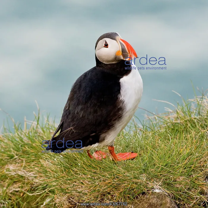 : The Atlantic Puffin, a pelagic seabird : The Atlantic Puffin, a pelagic seabird