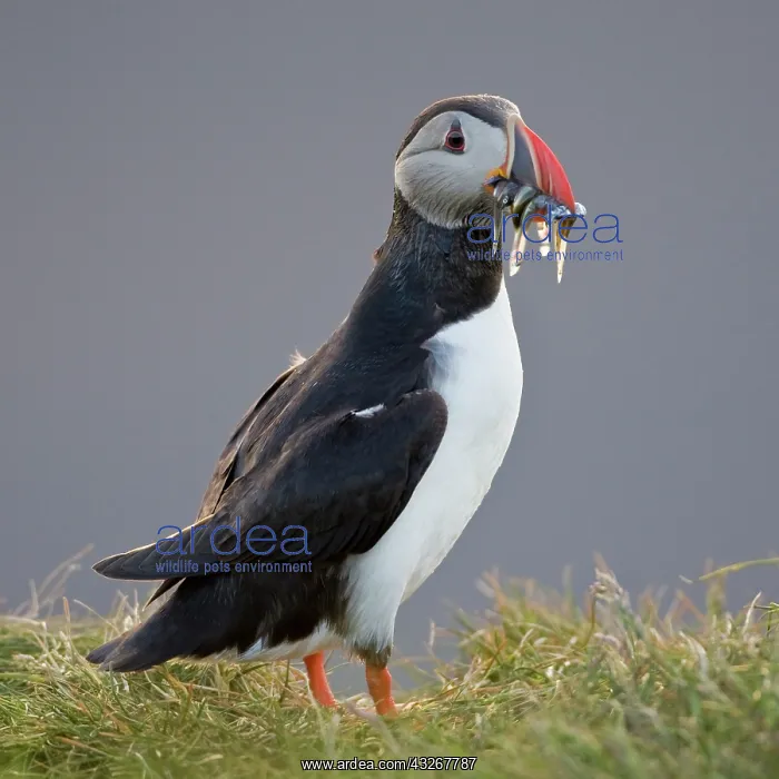 : The Atlantic Puffin, a pelagic seabird : The Atlantic Puffin, a pelagic seabird