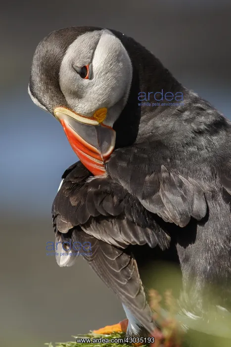: Atlantic Puffin - preening the plumage - Scotland : Atlantic Puffin - preening the plumage - Scotland