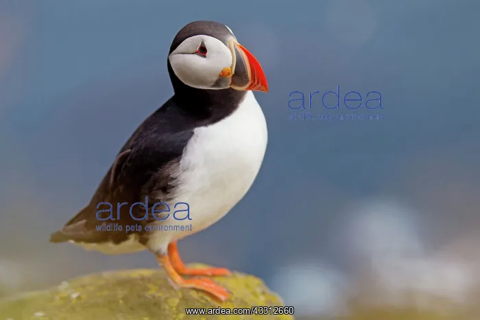 : Atlantic Puffin / Puffin : Atlantic Puffin / Puffin