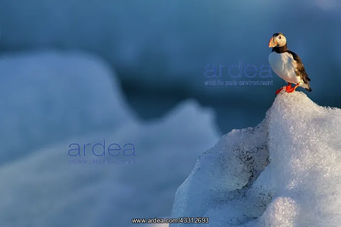 : Atlantic Puffin / Puffin : Atlantic Puffin / Puffin