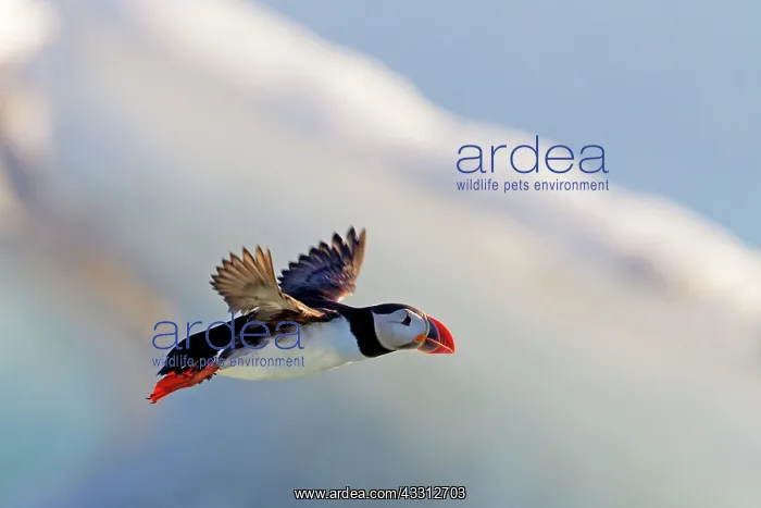 : Atlantic Puffin / Puffin : Atlantic Puffin / Puffin