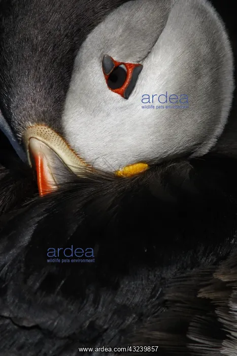 : Atlantic Puffin - ready to sleep on cliffs - Scotland : Atlantic Puffin - ready to sleep on cliffs - Scotland
