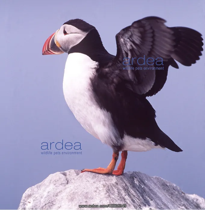 : ATLANTIC PUFFIN - on rock, with wings spread : ATLANTIC PUFFIN - on rock, with wings spread